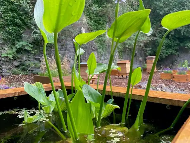 New Pond
